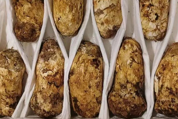 松茸圣女果藍(lán)莓沙拉的功效作用 松茸圣女果藍(lán)莓沙拉的功效作用