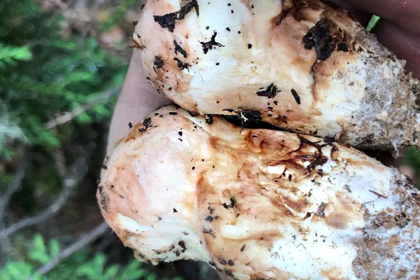 松茸圣女果藍(lán)莓沙拉的食用禁忌 松茸圣女果藍(lán)莓沙拉的食用禁忌