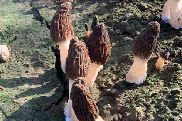 羊肚菌豆腐鮮蝦湯的食用禁忌 羊肚菌豆腐鮮蝦湯的食用禁忌