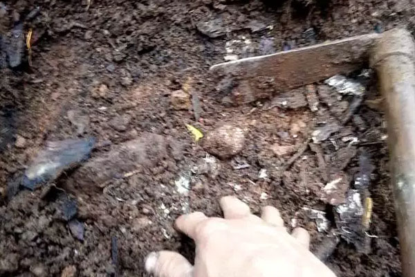 哪些動(dòng)物可以找到黑松露 哪些動(dòng)物可以找到黑松露