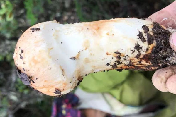 松茸海苔肉松雞蛋卷的功效作用 松茸海苔肉松雞蛋卷的功效作用