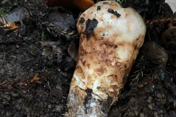 松茸海苔肉松雞蛋卷的食用禁忌 松茸海苔肉松雞蛋卷的食用禁忌