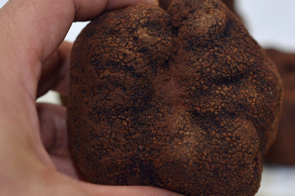 黑松露是蘑菇嗎，黑松露的別名