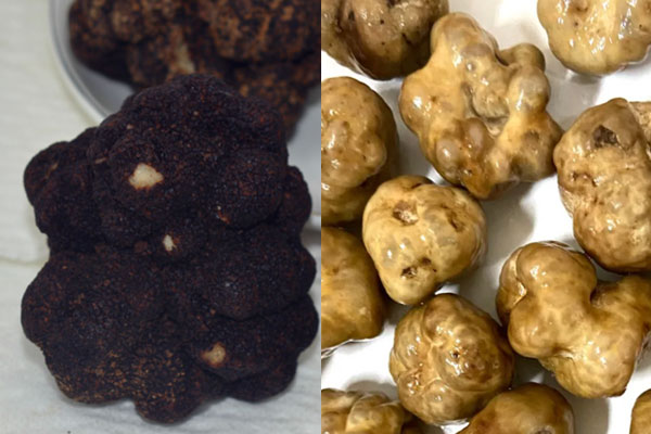 黑松露和白松露的區(qū)別 黑松露和白松露的區(qū)別