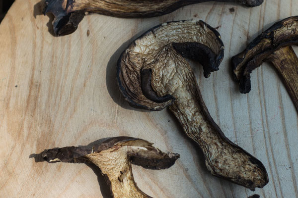 黑牛肝菌干蝦湯的食用禁忌 黑牛肝菌干蝦湯的食用禁忌