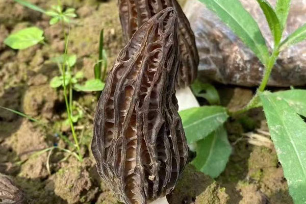 羊肚菌燜面筋的功效作用 羊肚菌燜面筋的功效作用