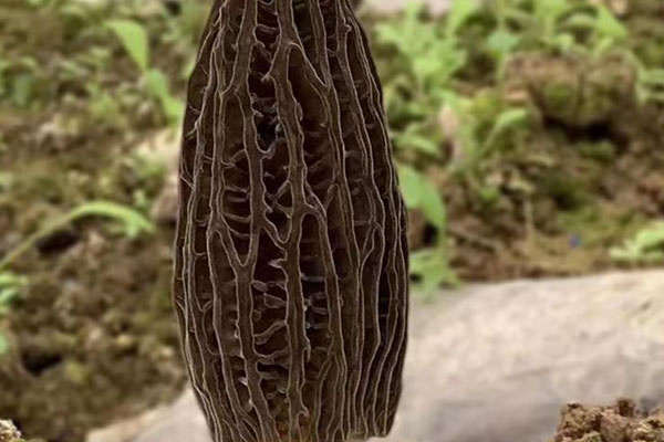 羊肚菌燜面筋的食用禁忌 羊肚菌燜面筋的食用禁忌