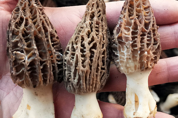 羊肚菌百合炒金耳的營養(yǎng)價值 羊肚菌百合炒金耳的營養(yǎng)價值