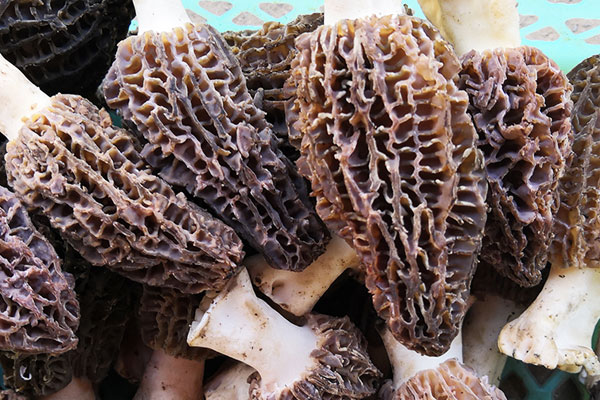 羊肚菌百合炒金耳的食用禁忌 羊肚菌百合炒金耳的食用禁忌