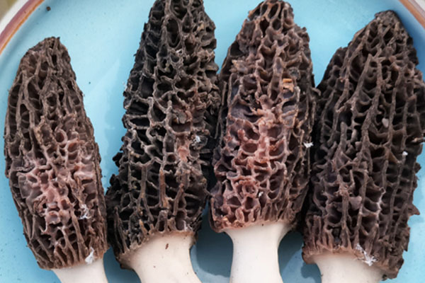 羊肚菌煲湯一般放幾顆，小的羊肚菌營養(yǎng)價值高嗎