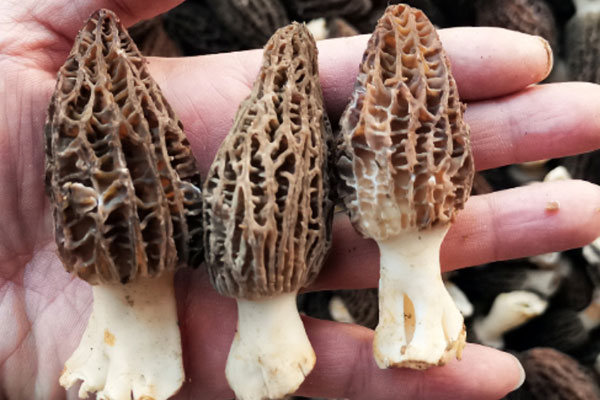 小個(gè)的羊肚菌含有的營養(yǎng)高嗎 小個(gè)的羊肚菌含有的營養(yǎng)高嗎