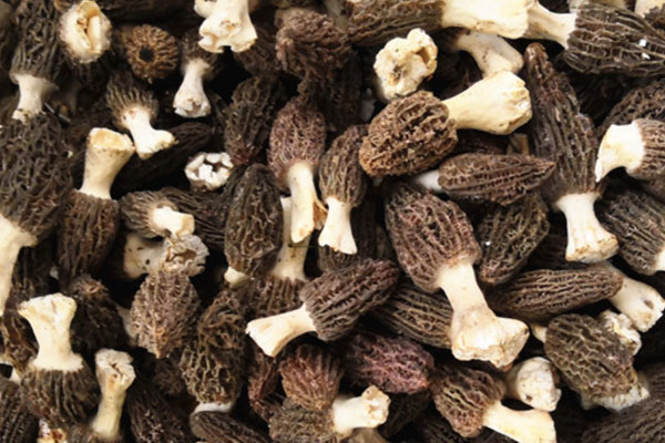 羊肚菌菌柄有營養(yǎng)價值嗎，羊肚菌菌頭有營養(yǎng)嗎