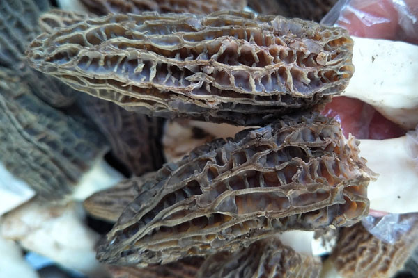 羊肚菌的菌頭有營(yíng)養(yǎng)價(jià)值嗎 羊肚菌的菌頭有營(yíng)養(yǎng)價(jià)值嗎