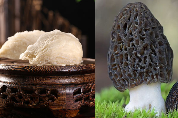 羊肚菌與燕窩的營養(yǎng)價值，羊肚菌吃多久有效果