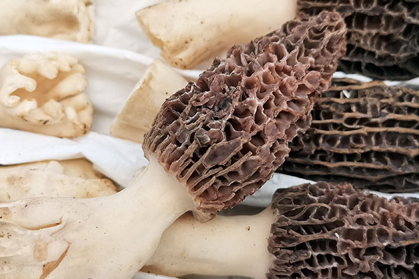 吃羊肚菌可以健腦嗎 吃羊肚菌可以健腦嗎