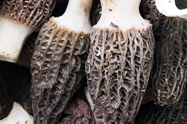 羊肚菌可以補(bǔ)腎嗎 羊肚菌可以補(bǔ)腎嗎