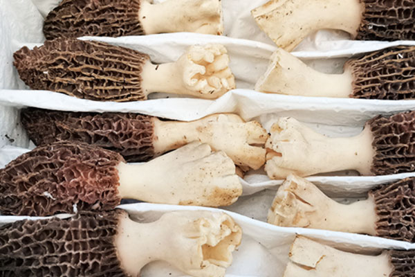 羊肚菌和哪些蔬菜類(lèi)相克 羊肚菌和哪些蔬菜類(lèi)相克