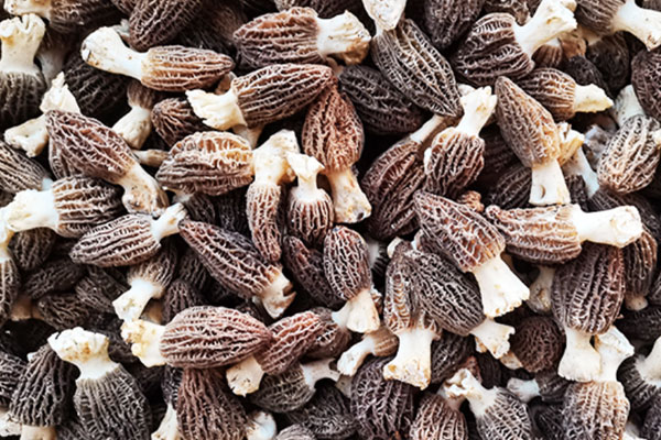 羊肚菌含有哪些營(yíng)養(yǎng)成分 羊肚菌含有哪些營(yíng)養(yǎng)成分