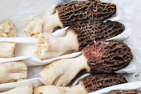 羊肚菌需要焯水嗎 羊肚菌需要焯水嗎