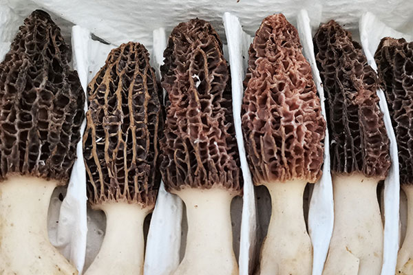 羊肚菌含有哪些活性成分 羊肚菌含有哪些活性成分