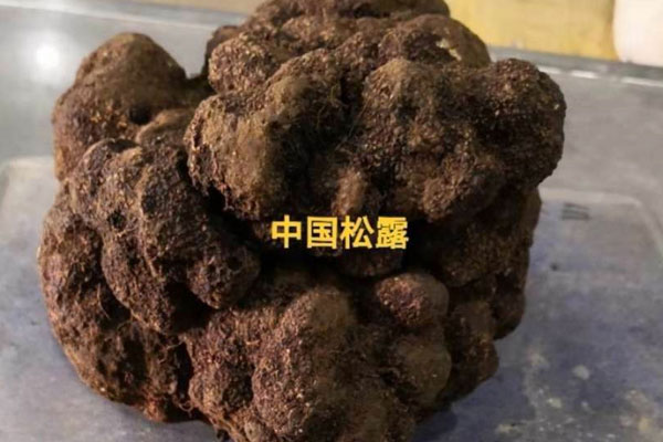 一斤一個(gè)的松露能賣多少錢，松露可以生吃嗎