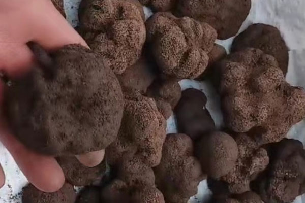 松露是稀缺資源嗎 松露是稀缺資源嗎