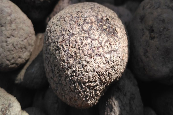 黑松露有沒有雌激素 黑松露有沒有雌激素