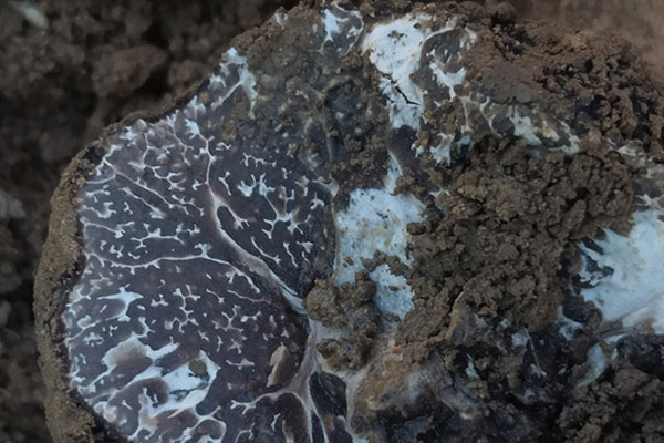 喝中藥可以吃黑松露嗎，黑松露吃了會過敏嗎