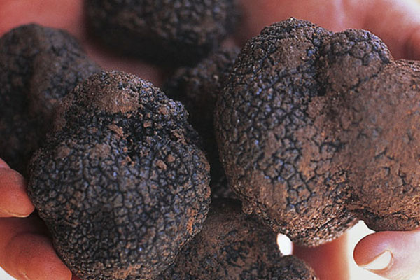 松露表面的黑色部分可以吃嗎 松露表面的黑色部分可以吃嗎