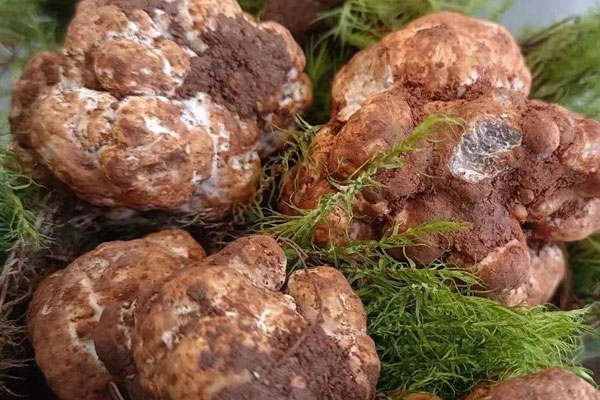 白松露什么時候開始流行 白松露什么時候開始流行