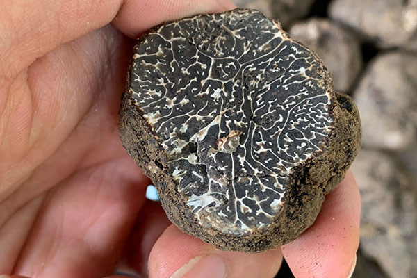 蕁麻疹能吃松露嗎，松露表面的黑色部分能吃嗎