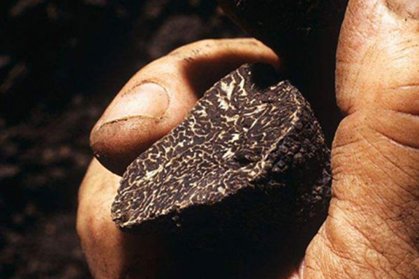 黑松露核桃炒帶子的食用禁忌 黑松露核桃炒帶子的食用禁忌