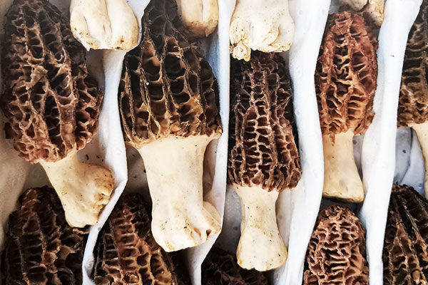 羊肚菌蝦仁炒西胡蘆的功效作用 羊肚菌蝦仁炒西胡蘆的功效作用