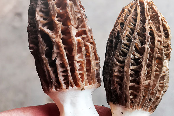 羊肚菌蝦仁炒西胡蘆的食用禁忌 羊肚菌蝦仁炒西胡蘆的食用禁忌