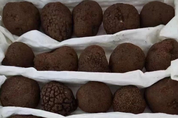 黑松露青椒炒百合的營養(yǎng)價值 黑松露青椒炒百合的營養(yǎng)價值