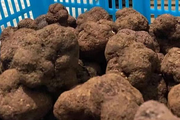 黑松露青椒炒百合的食用禁忌 黑松露青椒炒百合的食用禁忌