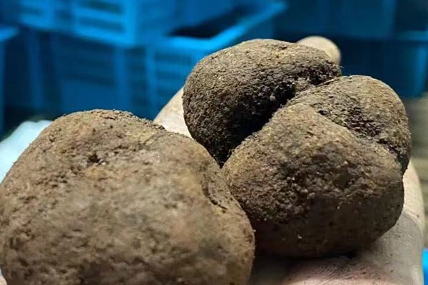 黑松露海馬鮑魚(yú)湯的食用禁忌 黑松露海馬鮑魚(yú)湯的食用禁忌