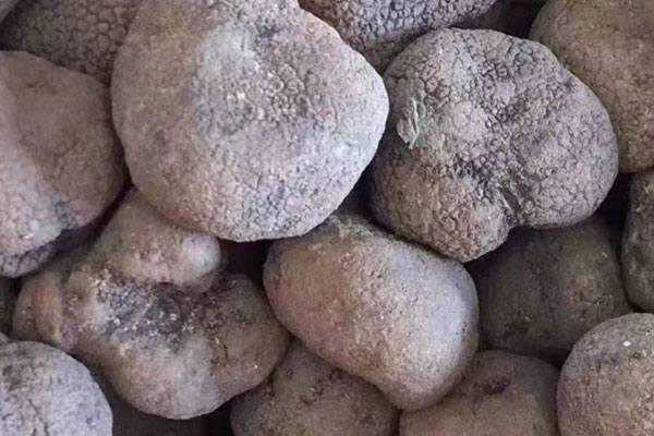 黑松露燜山藥的食用禁忌 黑松露燜山藥的食用禁忌