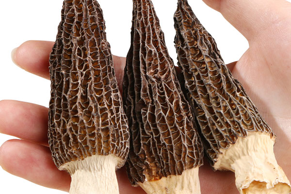 羊肚菌花菇小米粥的功效作用 羊肚菌花菇小米粥的功效作用