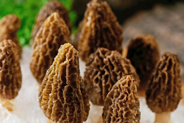 羊肚菌腐竹黨參湯的營養(yǎng)價值 羊肚菌腐竹黨參湯的營養(yǎng)價值