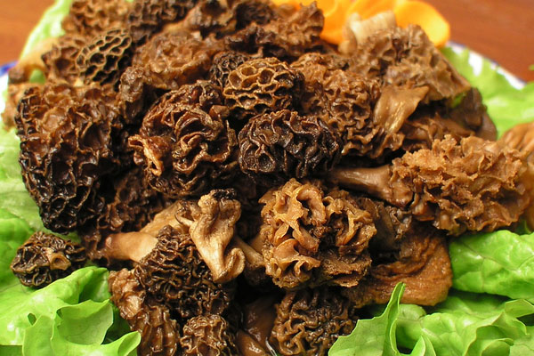 羊肚菌燜老鴨的食用禁忌 羊肚菌燜老鴨的食用禁忌