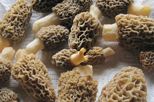 羊肚菌爆炒雞腰的功效作用 羊肚菌爆炒雞腰的功效作用