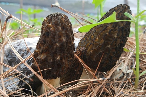 羊肚菌爆炒雞腰的食用禁忌 羊肚菌爆炒雞腰的食用禁忌