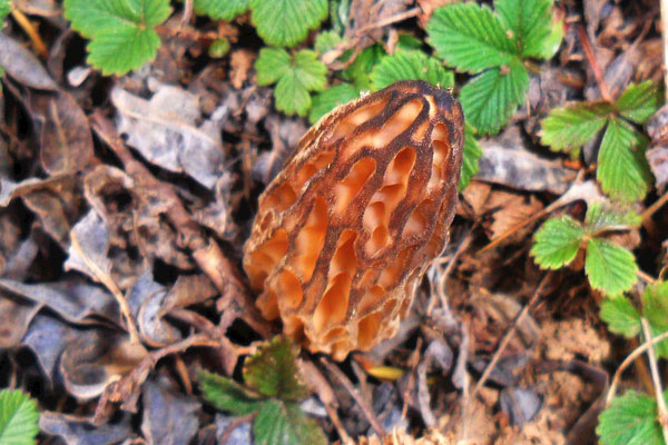 羊肚菌素炒三蔬的功效作用 羊肚菌素炒三蔬的功效作用