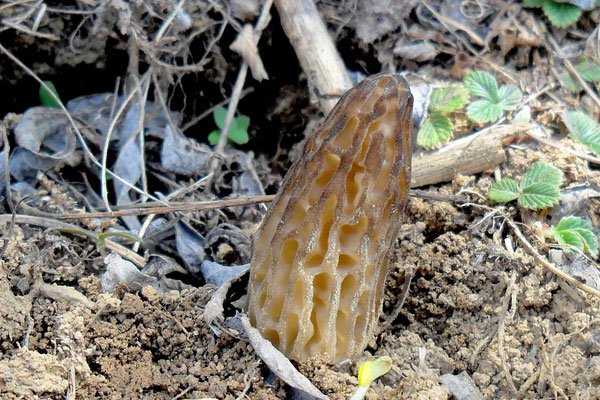 羊肚菌素炒三蔬的禁忌人群 羊肚菌素炒三蔬的禁忌人群