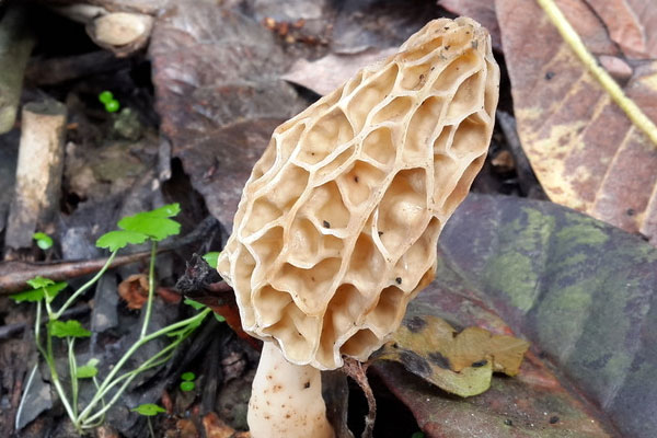 羊肚菌炒北極貝的食用禁忌 羊肚菌炒北極貝的食用禁忌