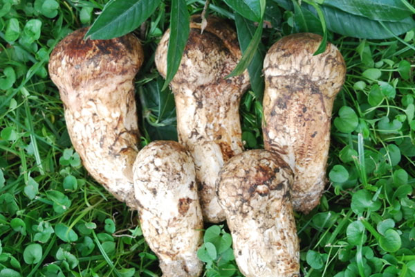 新鮮松茸如何冷凍保存，松茸泡水了還能吃嗎