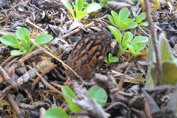 什么是真羊肚菌