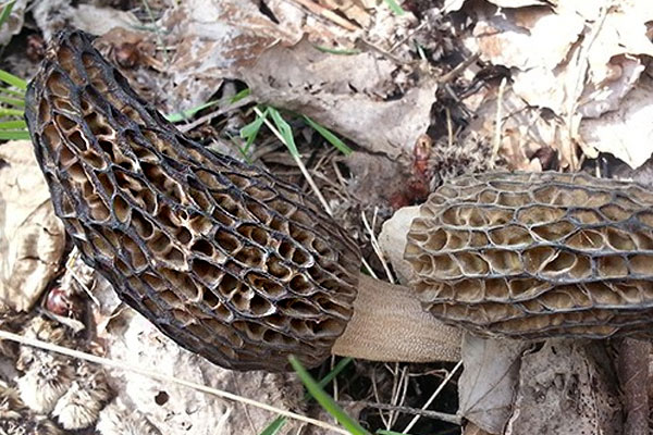 羊肚菌對哪些方面有效 羊肚菌對哪些方面有效