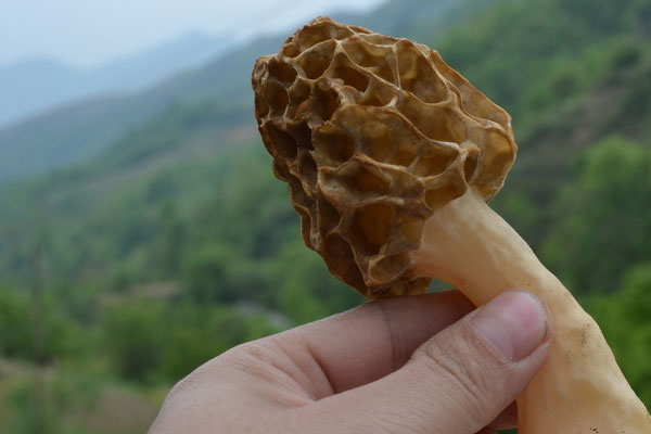 云南人吃羊肚菌的做法